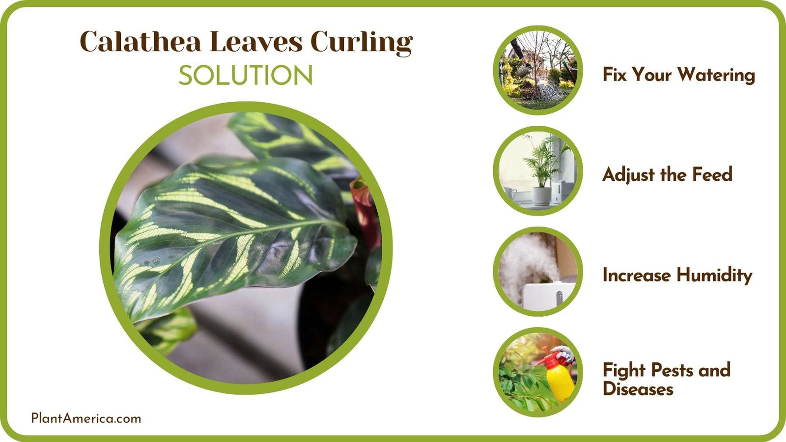 Fix Curling Leaves of Plants Plant America
