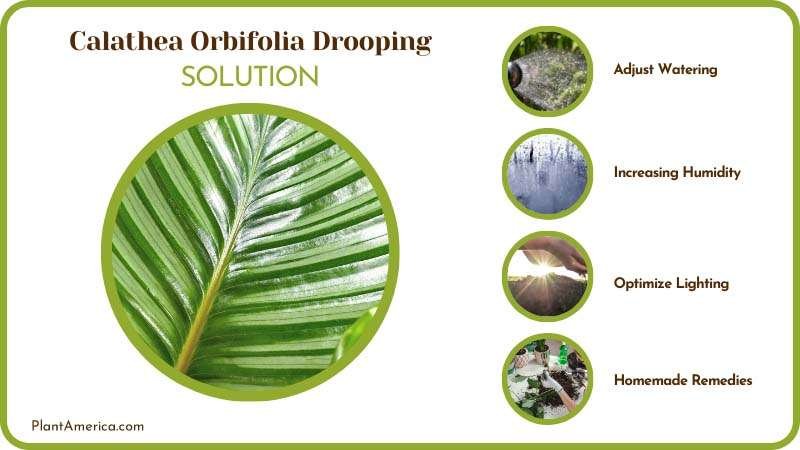 Content Images Problem/Solution Sujon Fix Leaves Drooping on Content Images Problem/Solution Sujon Fix Leaves Drooping on