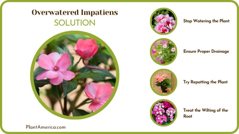 Fix Overwatered Impatiens Plant America Fix Overwatered Impatiens Plant America
