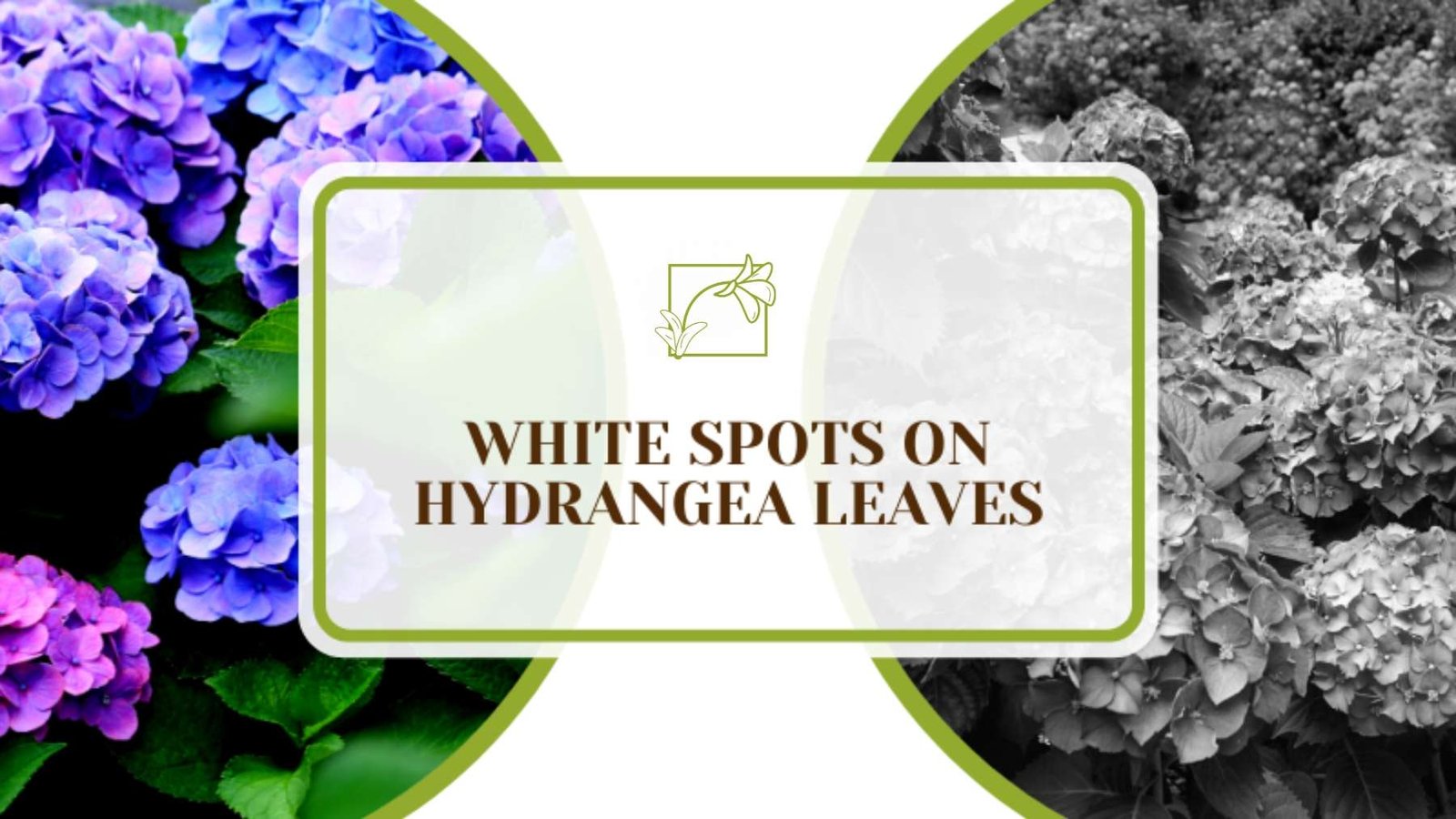 Fix White Spots on Hydrangea Leaves Plant America White Spots on Hydrangea Leaves: Key Causes and Solving Them