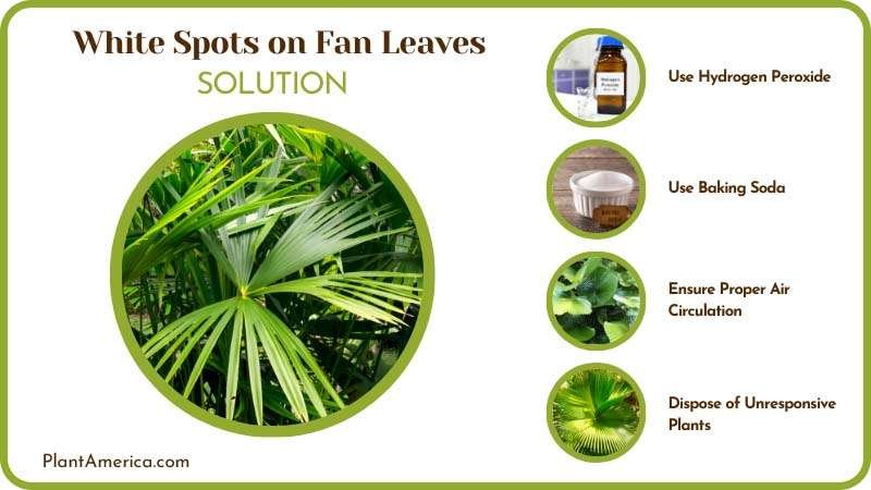 Fix the White Spots on Fan Leaves Plant America