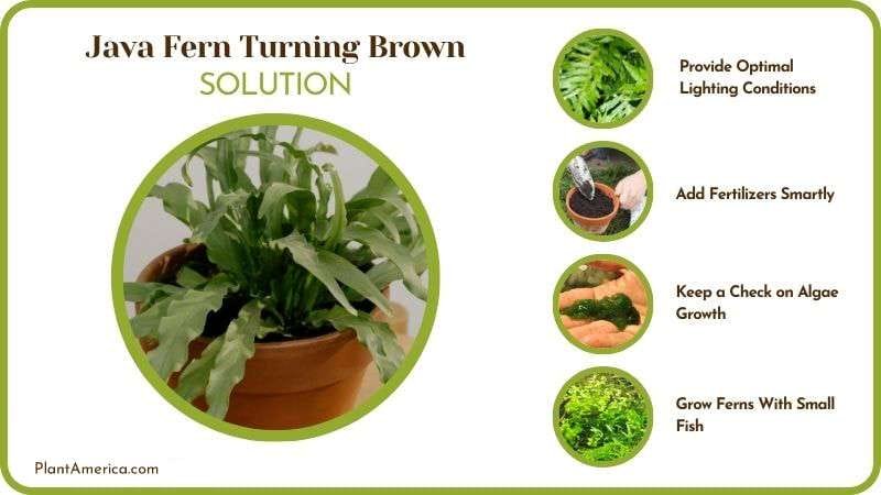Fixes for Java Fern Turning Brown Plant America