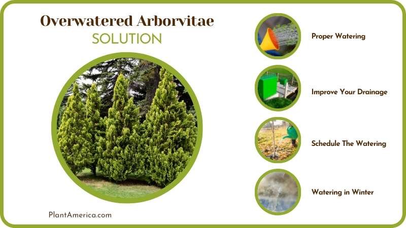 Fixes for Overwatered Arborvitae Plant America
