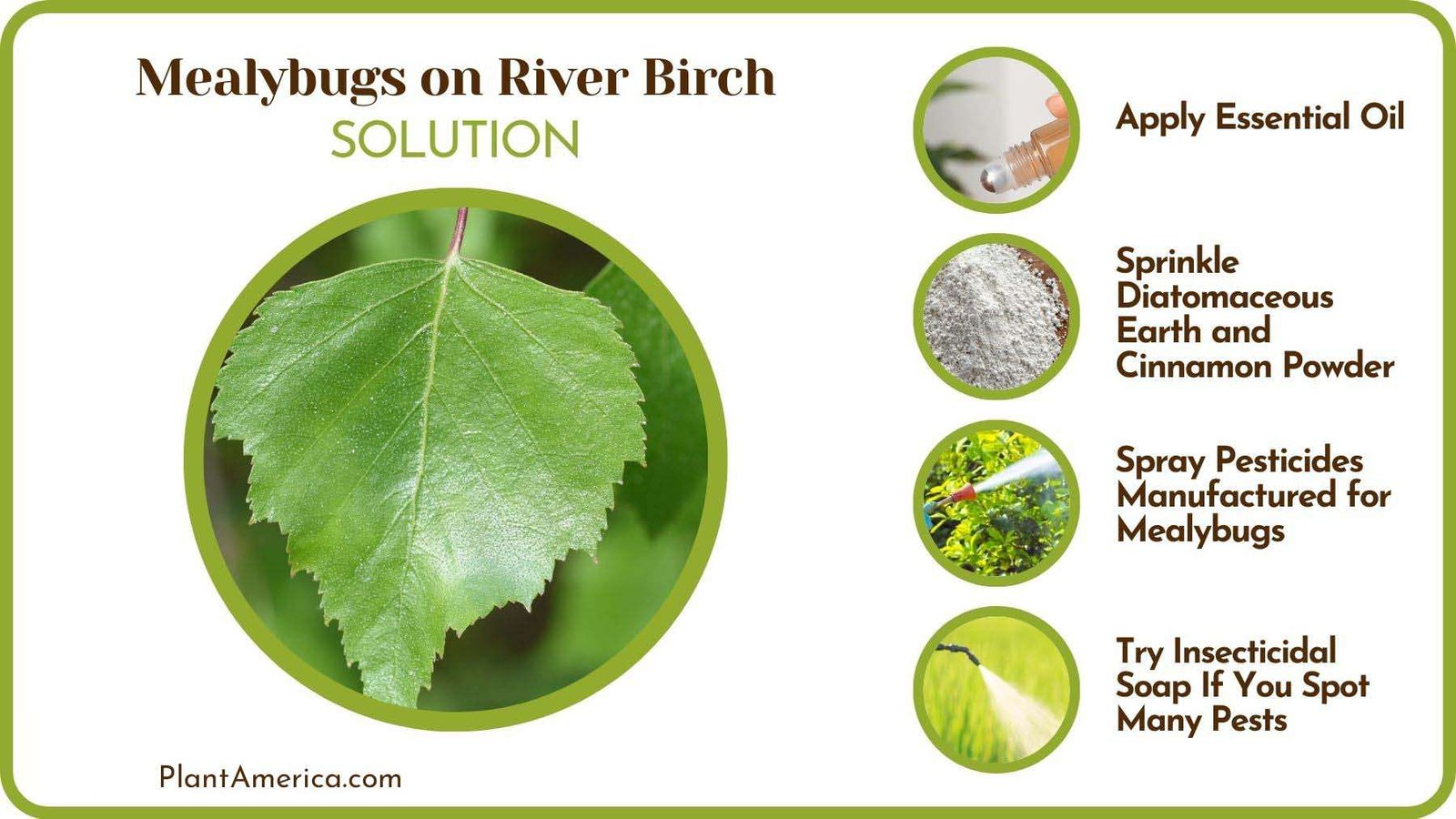 Fixes of Mealybugs on River Birch PlantAmerica Fixes of Mealybugs on River Birch PlantAmerica