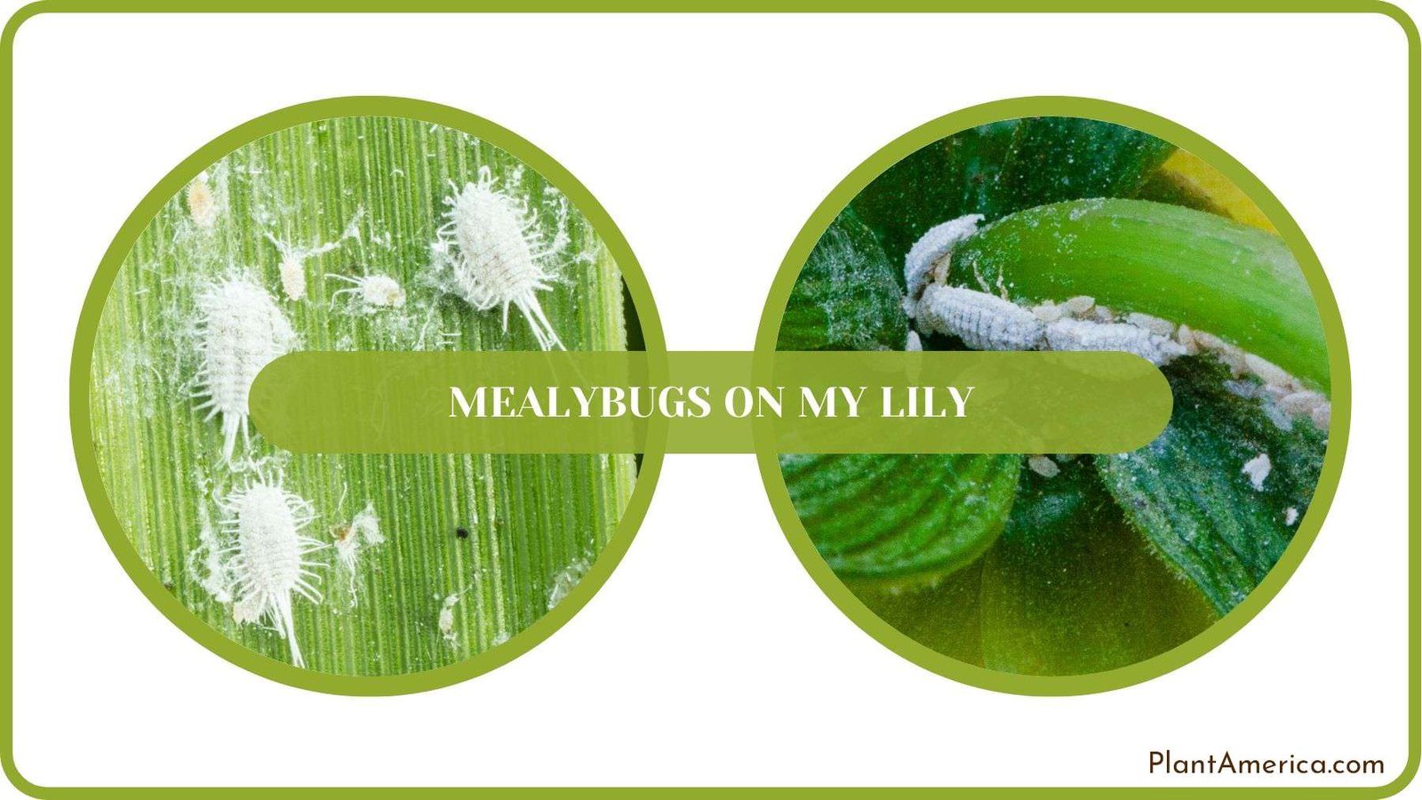Fixing Mealybugs on My Lily Plant America Fixing Mealybugs on My Lily Plant America