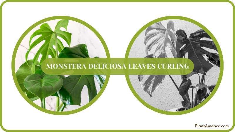 Fixing Monstera Deliciosa Curling Leaves ~ PlantAmerica Fixing Monstera Deliciosa Curling Leaves ~ PlantAmerica