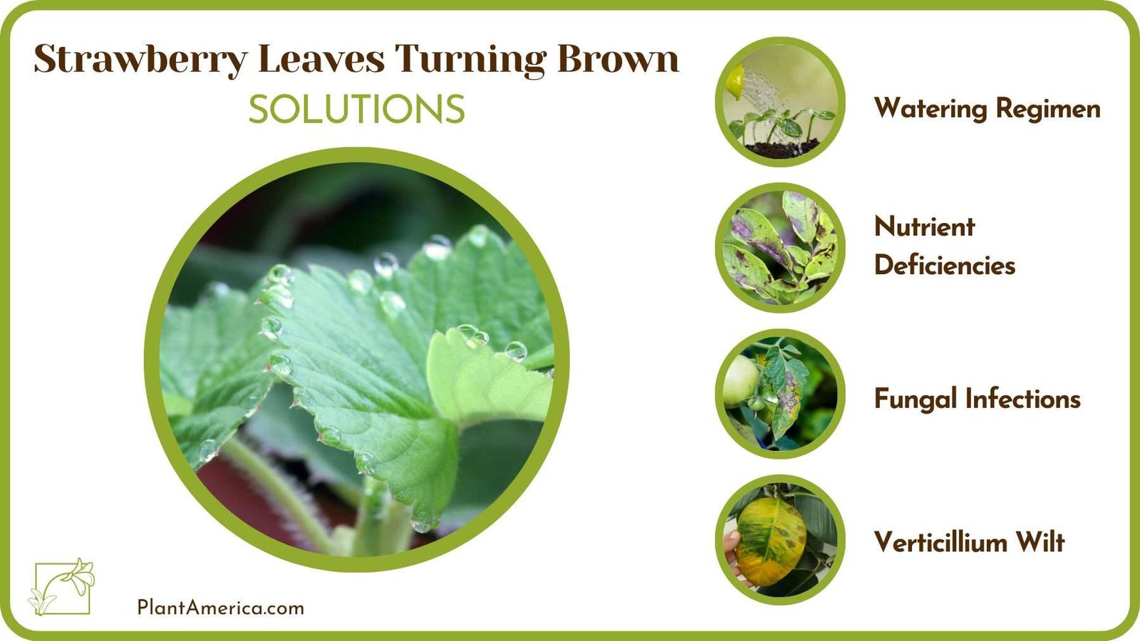 Fixing Strawberry Leaves Turning Brown Plant America Fixing Strawberry Leaves Turning Brown Plant America