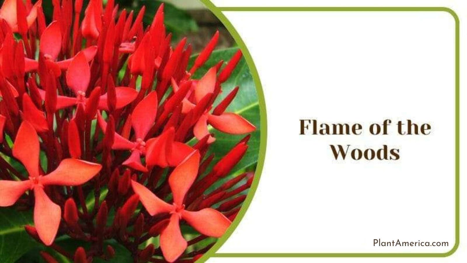 Flame Of The Woods Plant America