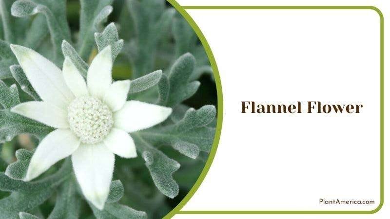 Flannel Flower Plant America