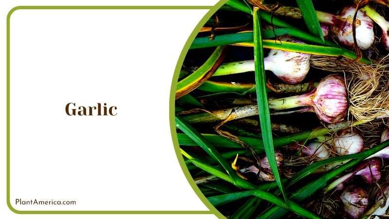 Flavorful Allium with Health Benefits PlantAmerica Flavorful Allium with Health Benefits PlantAmerica