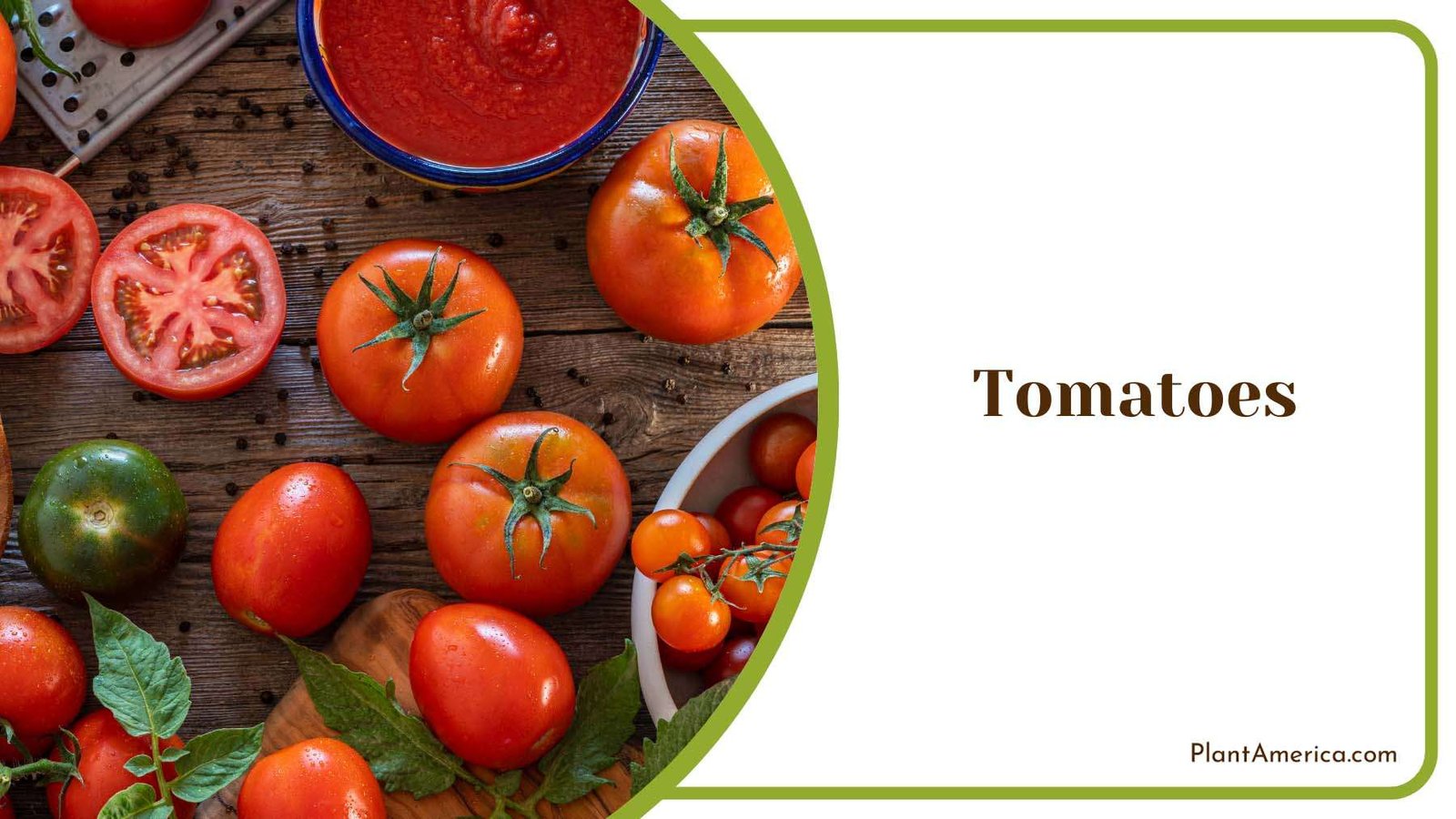 Flavorful Red Tomatoes Plant America