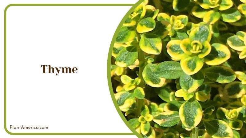 Flavorful Thyme Herb Plant America