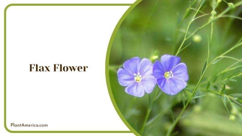 Flax Flower Plant America