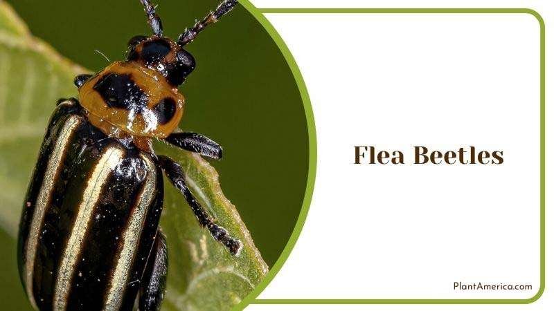 Flea Beetles Plant America