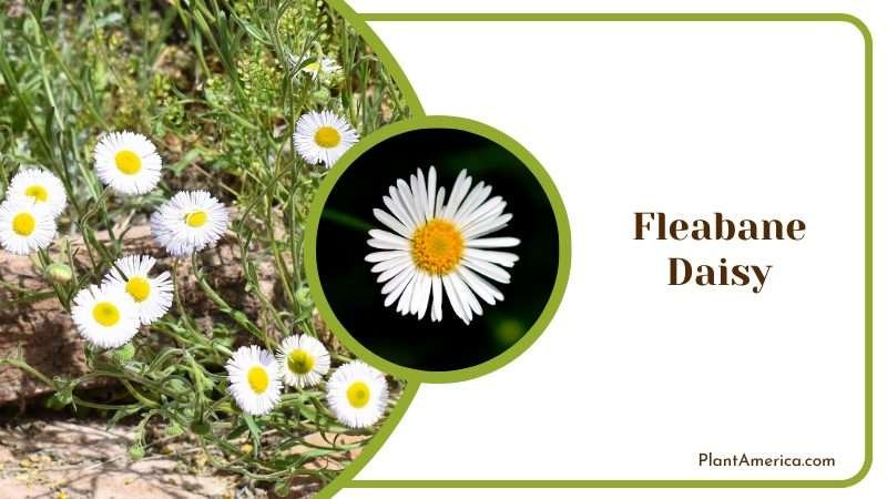 Fleabane Daisy Plants in the Yard Plant America