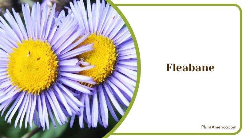 Fleabane Plant America