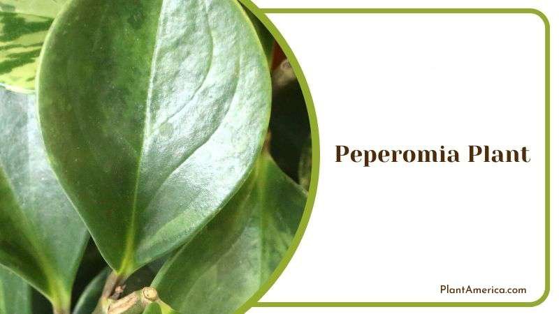 Fleshy Leaves of Peperomia Plant Plant America Fleshy Leaves of Peperomia Plant Plant America