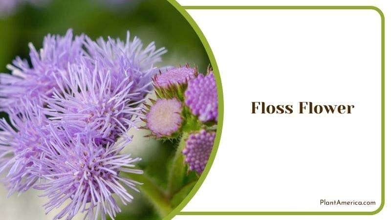 Floss Flower Plant America