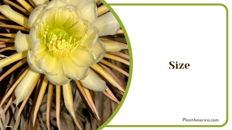 Flower Blooms Only at Night Plant America Flower Blooms Only at Night Plant America