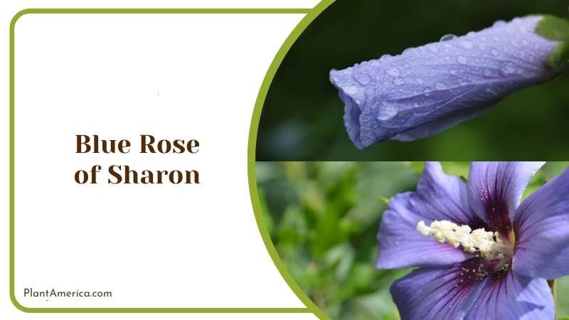 Flower Bud of Blue Rose of Sharon Plant America