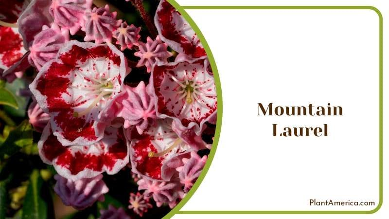 Flower Head of Mountain Laurel Plant America