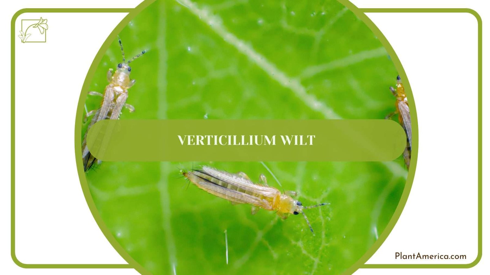 Flower Thrips PlantAmerica