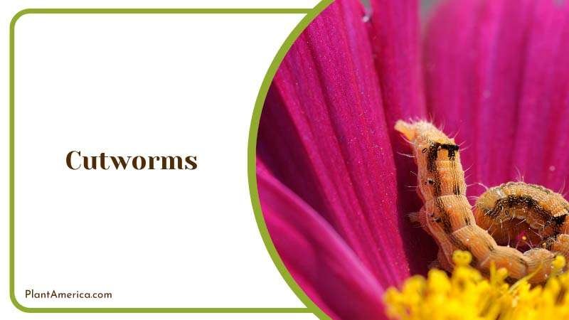 Flower and Cutworm in Morning Plant America