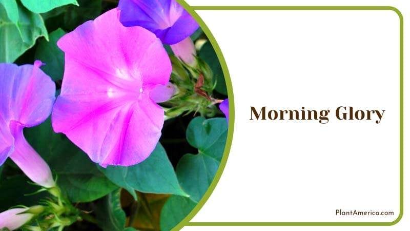 Flower in Morning Glory Plant Plant America