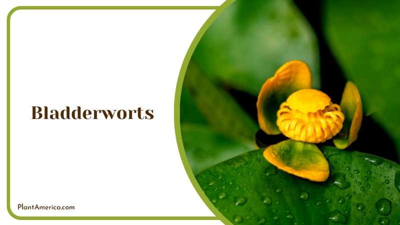 Flower of Aquatic Bladderwort in Pond Plant America Flower of Aquatic Bladderwort in Pond Plant America