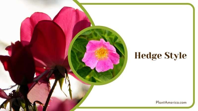 Flower of Hedge Rose Plant America