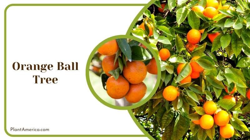 Flower of Orange Ball Tree Plant America