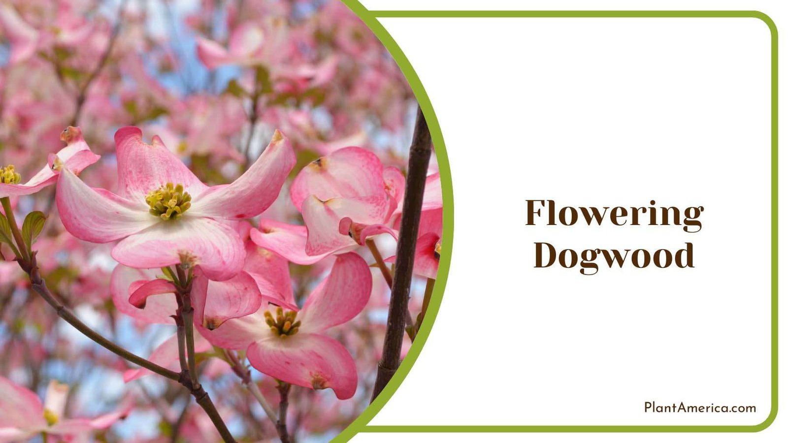 Flowering Dogwood Blooms Plant America