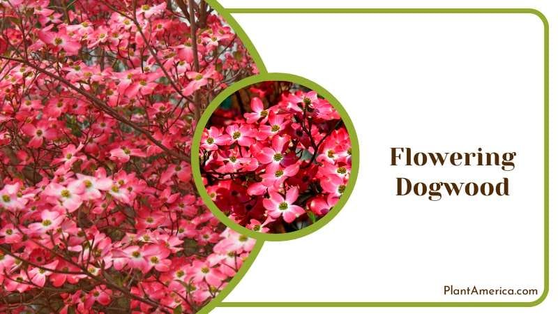 Flowering Dogwood Blossoms Plant America