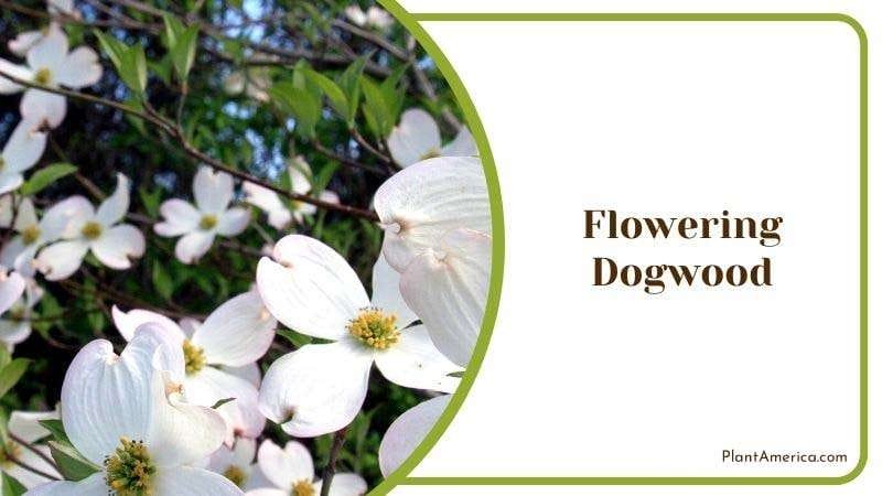 Flowering Dogwood Plant America Flowering Dogwood Plant America