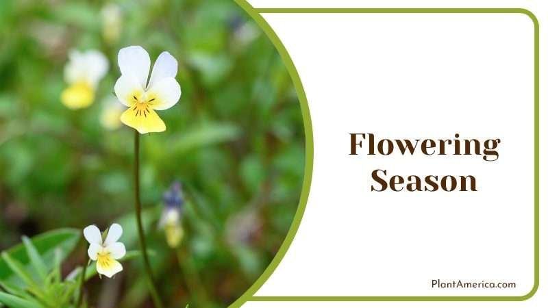 Flowering Period of Field Pany Plant America
