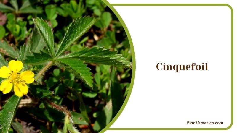 Flowering Plant in the Rose Family Plant America