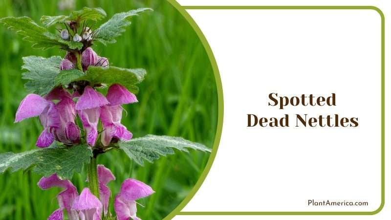 Flowering Plants of Spotted Dead Nettles Plant America