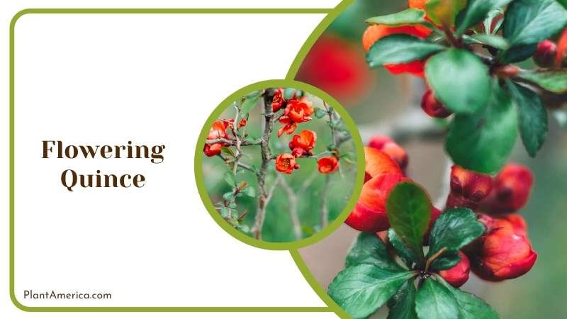 Flowering Quince Bushes Plant America