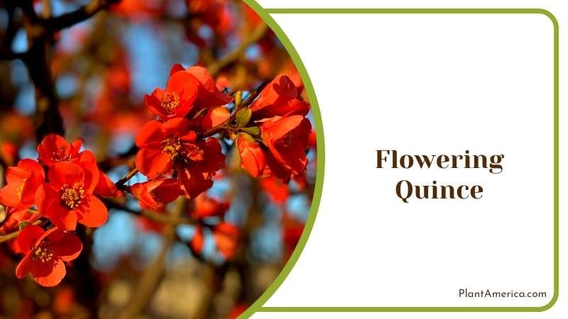 Flowering Quince Shrub Plant America
