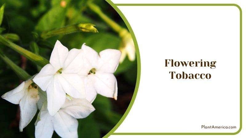 Flowering Tobacco Plant America