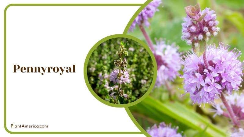 Flowering of Pennyroyal PlantAmerica