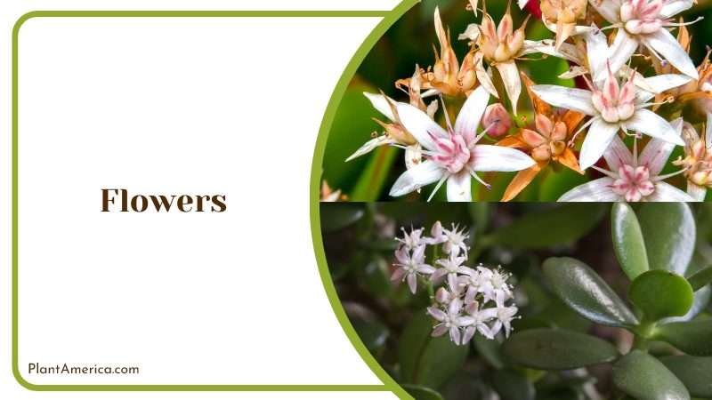 Flowers Succulent Plant America