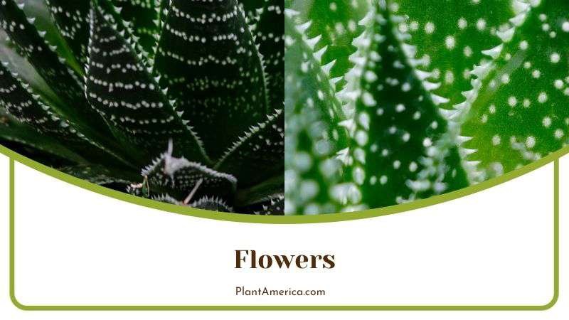 Flowers of Aloe Aristata Plant America