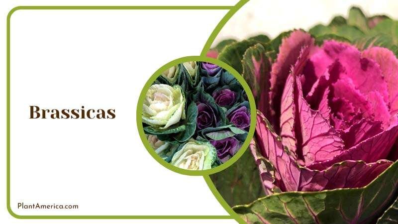 Flowers of Brassicas Plant America Flowers of Brassicas Plant America