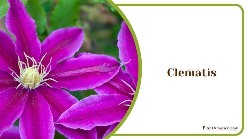 Flowers of Clematis over Green Background Plant America Flowers of Clematis over Green Background Plant America