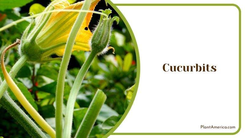 Flowers of Cucurbits Plants Plant America Flowers of Cucurbits Plants Plant America