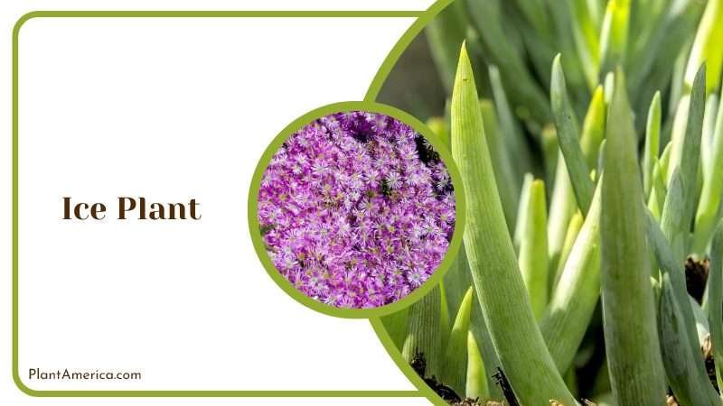 Flowers of Ice Plant Plant America