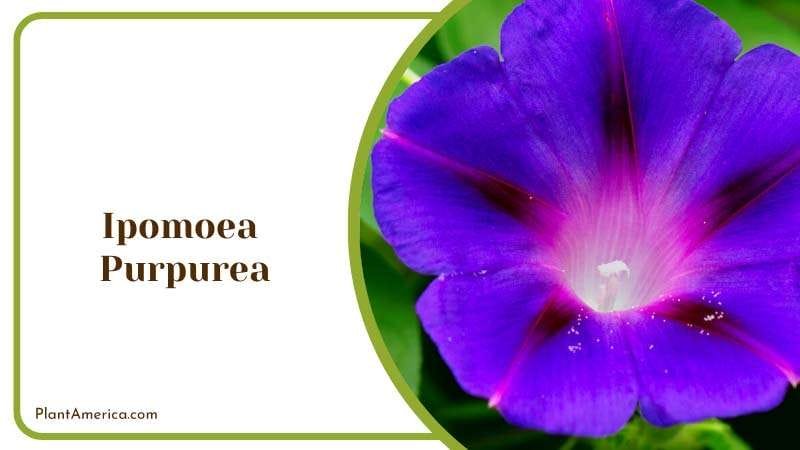 Flowers of Ipomoea Purpurea Plant America
