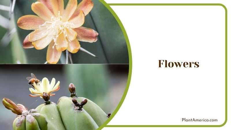 Flowers of Myrtillocactus Geometrizans Plant America