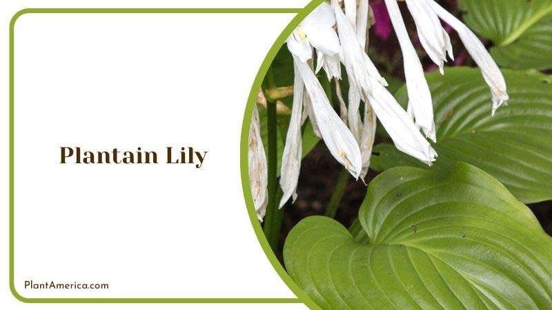 Flowers of Plantain Lily